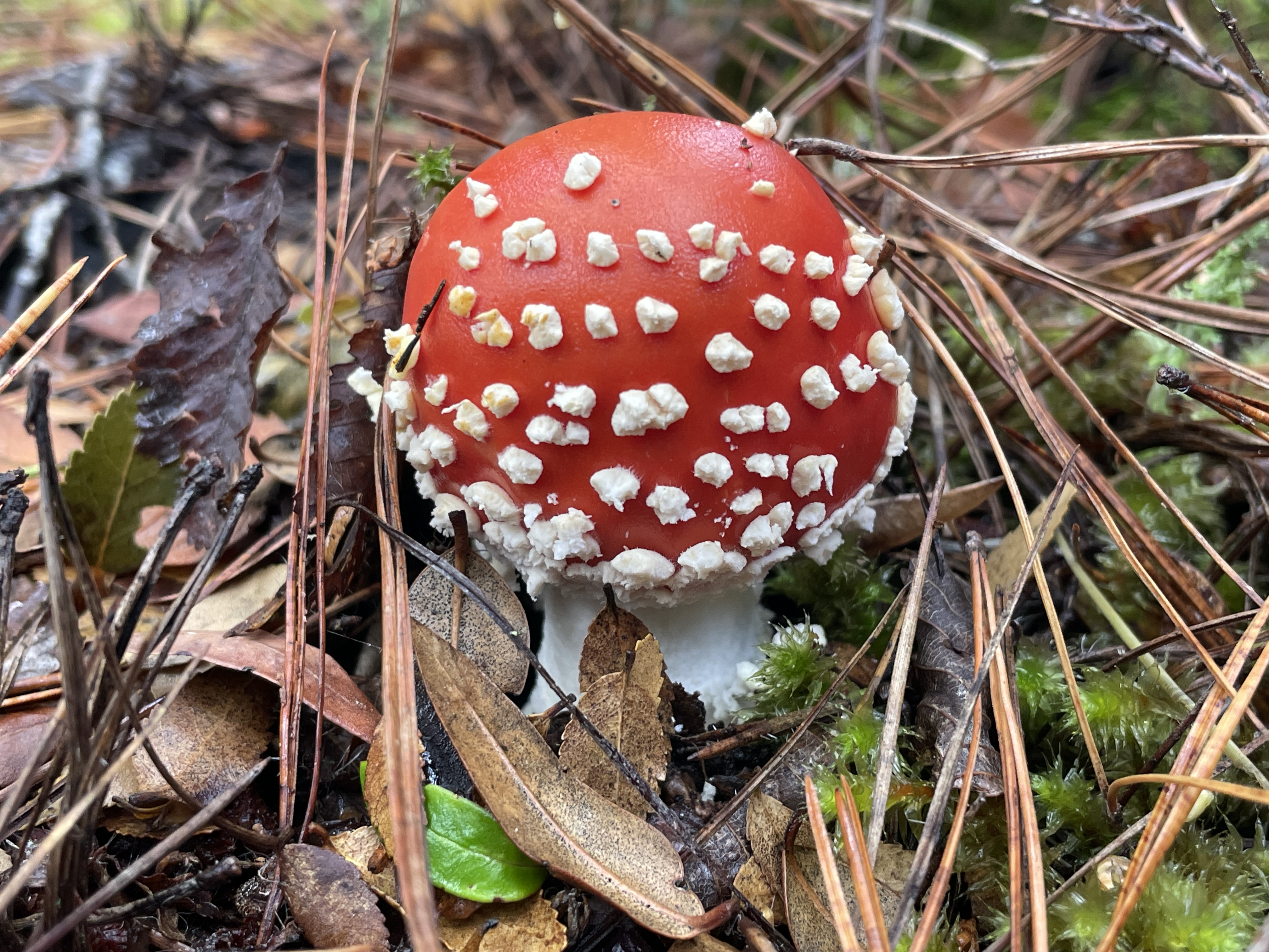 Fungi Tour – Caminata Micológica de Otoño